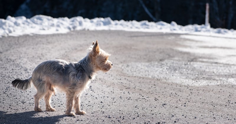 Comment insonoriser une pièce pour un chien anxieux et retrouver le calme