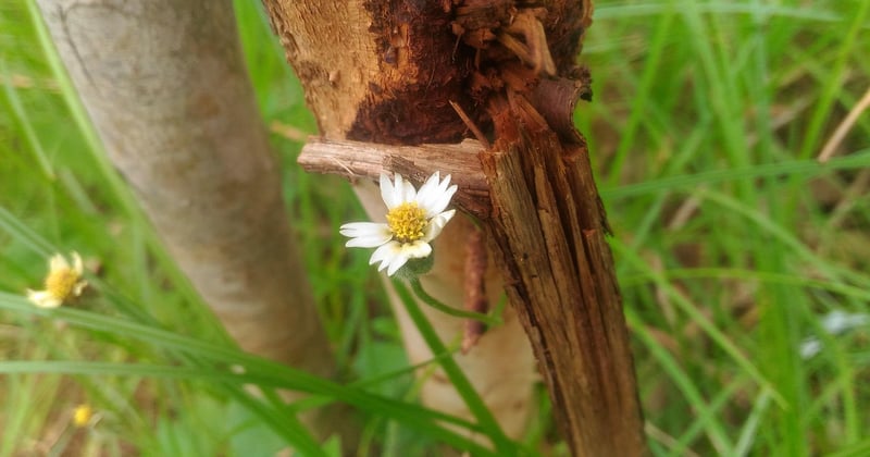 Comment poser une bordure de jardin en bois sans béton : mode d'emploi